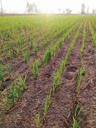 Punjab targets direct sowing of rice on 5 lakh acres