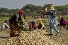 Himachal: Fresh push for quality potato seed production gets approval