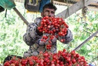 Special railway parcel van carries 12 tonnes of cherries to Mumbai