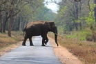 Woman killed in wild elephant attack in Kerala’s Wayanad