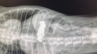 An X-ray reveals hidden treasure in dog's stomach: vets can't believe their eyes