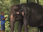 Regular baths to overhead sprinklers: Nandankanan Zoological Park takes heatwave protective measures for elephants