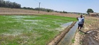 Better prices, lower water use push farmers to adopt Pusa Basmati 1509