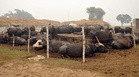Proper management of livestock in summer vital for production, health