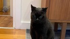 Street cat gets a second chance at happiness, then vet uncovers a hidden illness