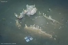 Scientists Tracked a Dead Whale 1,288M Deep in the Pacific for 15 Years, and Found a Hidden City Still Feeding on Its Bones Today