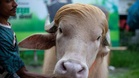 'Trump' buffalo spared sacrifice, sent to Bangladesh zoo