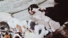 11 kittens dumped in the woods: one shocking detail reveals heartbreaking truth