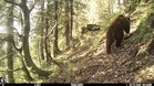 Rare Himalayan brown bear makes first appearance on camera in Chamba’s Gamgul sanctuary
