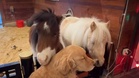 Golden Retriever's reaction to two miniature horses melts hearts online