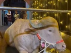 From viral sensation to zoo resident: Bangladesh's 'Trump' buffalo spared from Eid sacrifice