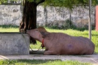 Blond-haired buffalo 'Donald Trump' draws crowds at Bangladesh zoo