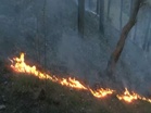 Massive fire breaks out near Shimla's Boileauganj mental hospital; 1,000 sq ft area affected