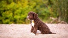 On his first walk, puppy digs up a treasure worth almost £6,000