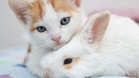 Woman who abandoned her cat and rabbit ordered to pay them damages