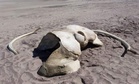 This 11-Year-Old Girl Found a Strange Bone on a Beach, It Turned Out to Be a Fossil From One of the Largest Sea Creatures Ever