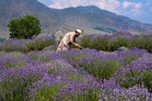Lavender Festival 2026 to be held in J&K’s Bhaderwah valley on June 6-7
