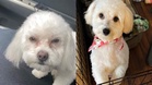 Poodle returns from the groomer: owner doesn't realise the mix-up until next day