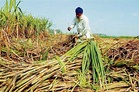 Govt withdraws controversial draft Sugarcane (Control) Order, 2026