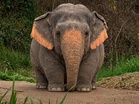 Delhi Police uses viral 'Borneo Pygmy elephant' meme to promote road safety