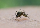 Mosquitoes can learn to be attracted to repellent, study finds