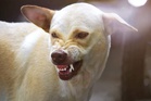 Woman dies of suspected rabies in Sirsa village two months after dog bite