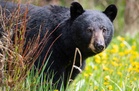 Bear injures 4 people in residential area of Japan as annual number of attacks rises