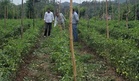 Scientific farming can increase yield: Expert