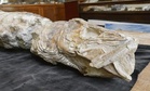 A Forgotten Notebook Helped Scientists Finally Identify a 55-Million-Year-Old Fossil Unlike Any Previously Found in New Zealand