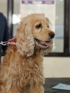Delhi’s first dedicated pet park set to open in Jangpura this year