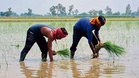PAU educates farmers on sustainable rice cultivation and DSR benefits