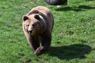 Brown bear seriously injures hiker on Slovakian trail