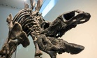 Paleontologists Unearth Europe’s Best-Preserved 150-Million-Year-Old Stegosaur Skull