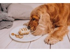 Expert shares tips on keeping dogs healthy in summer