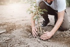NGT orders geo-tagging, video recording of compensatory plantations in Gurugram