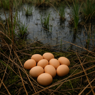 Telur Yang Kecil dan Jiwa Yang Besar