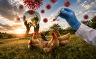 Selesema Burung H5N1 Menular Global, Bekalan Makanan Kini Terancam?