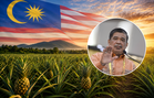 Nanas Malaysia Kini Dieksport Ke New Zealand, Sasar Nilai Cecah RM4.3 Juta Setahun!