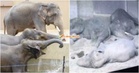 Zoo Tennoji Kongsi Foto Terkini 3 Gajah Malaysia, Dakwa Dara, Amoi & Kelat Dalam Keadaan Baik