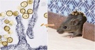3 M*ut Akibat Wabak Hantavirus Di Kapal Persiaran, PHM Kongsi Cara Bersihkan Najis Tikus