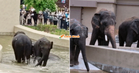 “Bukan dipaksa…” – Ini Penjelasan MPT Tentang Perubahan Fizikal Gajah ‘Kelat’ Di Jepun