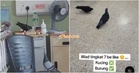 HTAR Perjelas Punca Burung Berkeliaran Dalam Wad, Patuk Bekas Makanan Pesakit