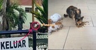 “Melambung 3, 4 meter” – Ramai ‘Menyirap’ Dengan Tindakan Gila Wanita T*ndang Anak Kucing
