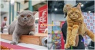 Tiket Cuma RM5! Ekspo Kucing 2026 Kembali Dengan Pertandingan Kucing, ‘Adoption’ & Banyak Lagi!