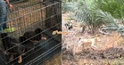 “Dah buka mata cuma…” – Kanak-kanak 2 Tahun Yang Diserang Anjing Liar Bakal Jalani Pembedahan Plastik