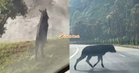 Perhilitan Jalankan Pemantauan Berikutan Kambing Gurun Berlegar Di Kawasan Genting Highland