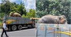 “Jaga diri baik-baik” – Gajah Sulong Tidak Lagi Merayau Di Jalan Raya, Dibawa Ke Lokasi Baharu