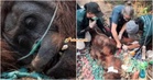 Tidak Sempat Diselamatkan, Orang Utan Sempurna M*ti Akibat Asap Kebakaran Hutan Di Kalimantan