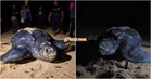 Selepas 9 Tahun, Raja Penyu Kembali Bertelur Di Pantai Terengganu Buat Kali Ketiga