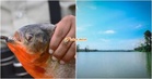 Ikan Piranha Perut Merah Didakwa Muncul Di Empangan Klau, Jabatan Perikanan Pahang Jalankan Siasatan